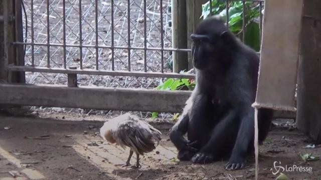 Allo zoo di Israele l’amicizia speciale tra una scimmia e un pollo