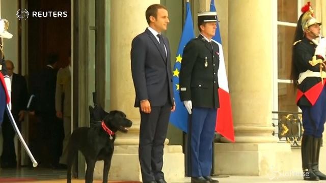Nuovo inquilino all’Eliseo: ecco Nemo, il cane dei Macron