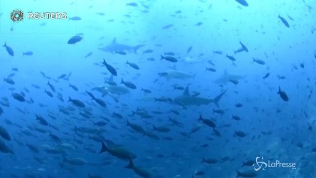 Pesca nella riserva delle Galapagos: condannati marinai