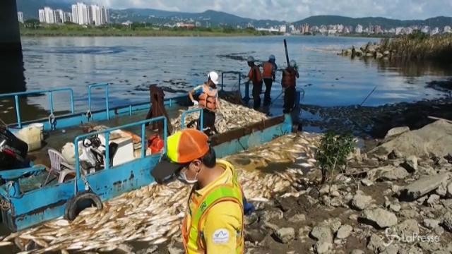 Taiwan, ondata di caldo uccide migliaia di pesci