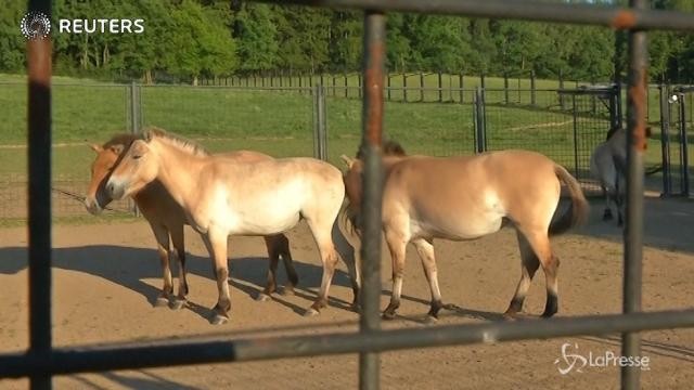 Mongolia: cavalli selvatici tornano a vivere tra le steppe
