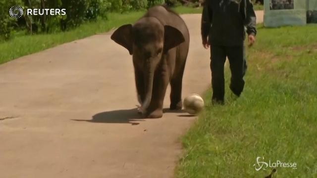 VIDEO Cina, l’elefantino pigro che rotola invece di camminare
