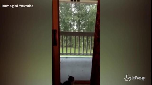 Il gattino guarda la pioggia, un fulmine lo terrorizza