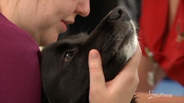 Australia: anche cani e gatti donano il sangue