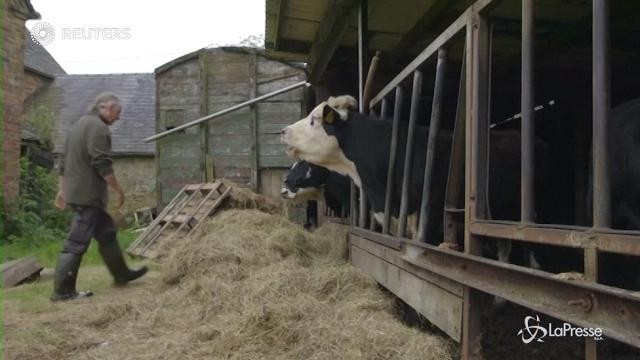 Gb: allevatore di manzo vegetariano mette le mucche al pascolo