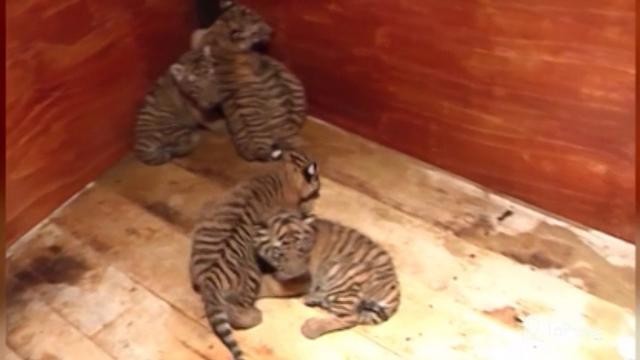 Cina, rara cucciolata di sette tigrotti: i piccoli stanno tutti bene