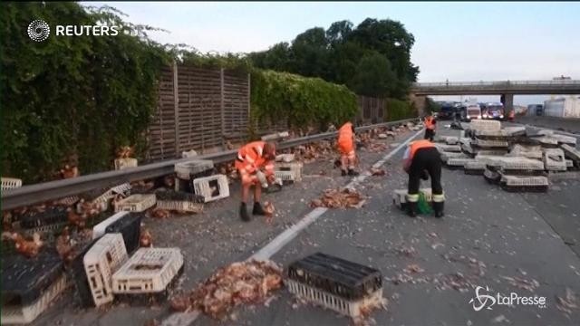 Austria: si ribalta tir, migliaia di polli invadono l’autostrada
