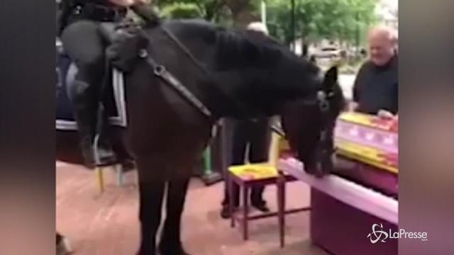 General Stark, il cavallo che suona il piano