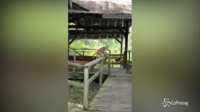 Passeggia nel parco, la famiglia viene attaccata dalle scimmie