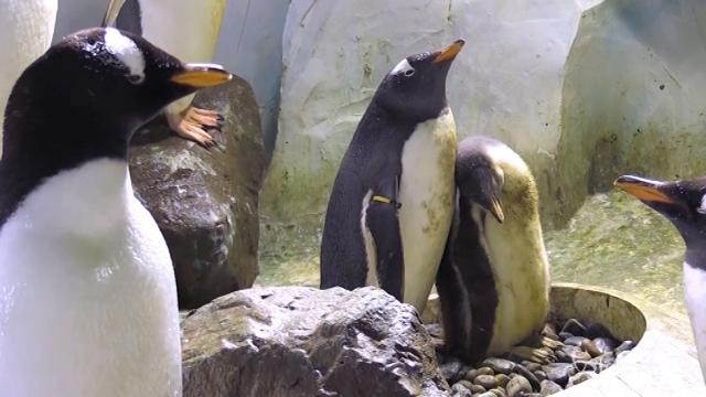 Allo zoo di Birmingham la rara nascita di un pinguino