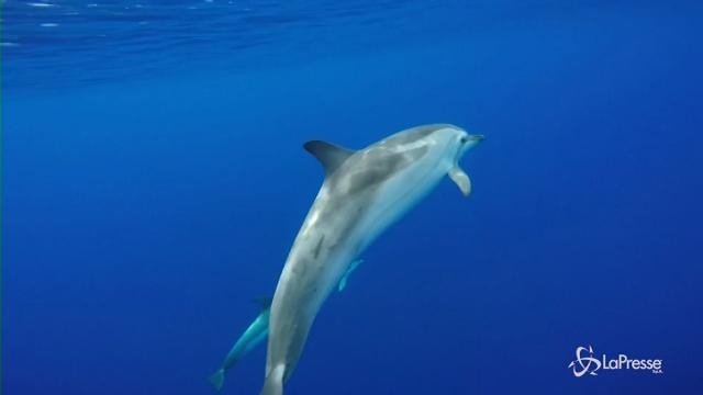 Lo spettacolo dei delfini in Sicilia