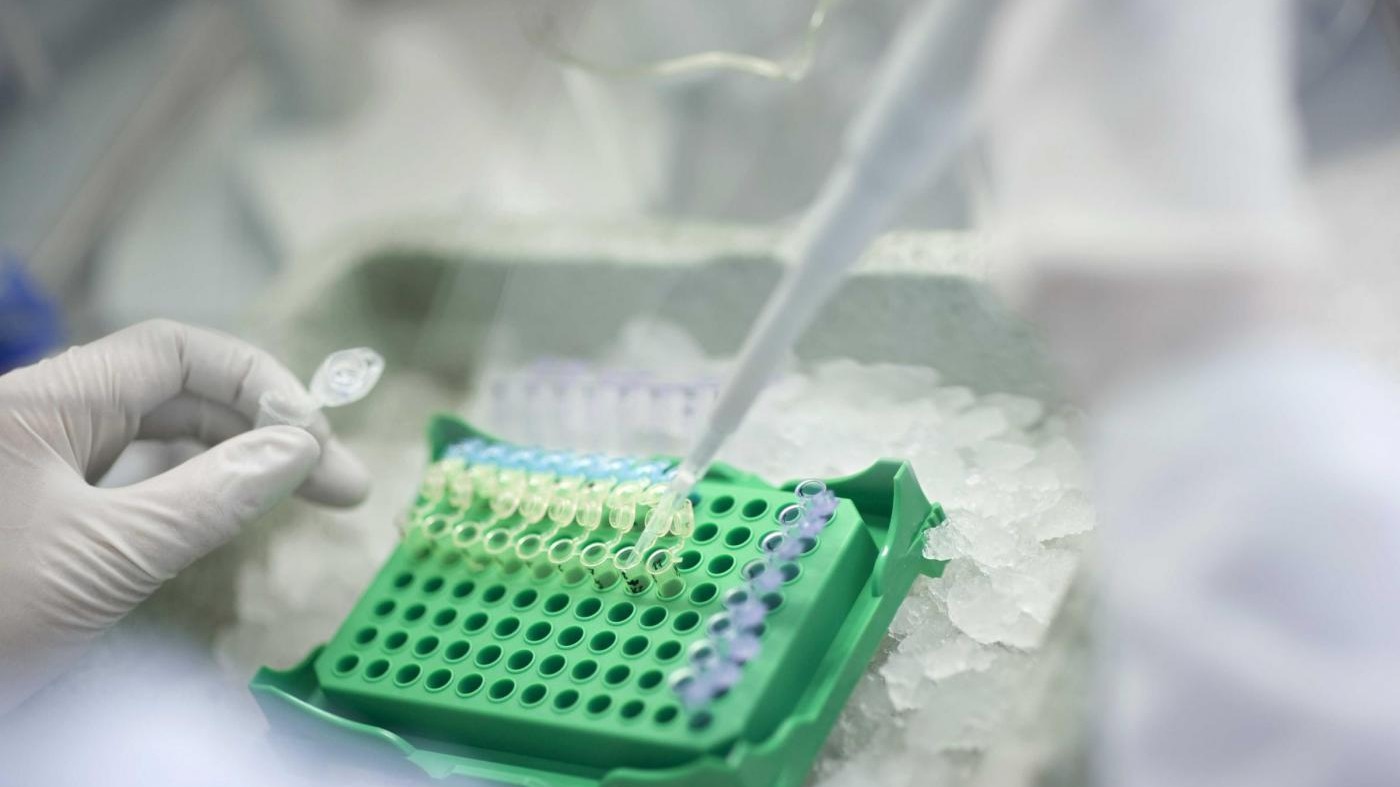 Cellule umane in embrioni di maiale, al via sperimentazione Usa