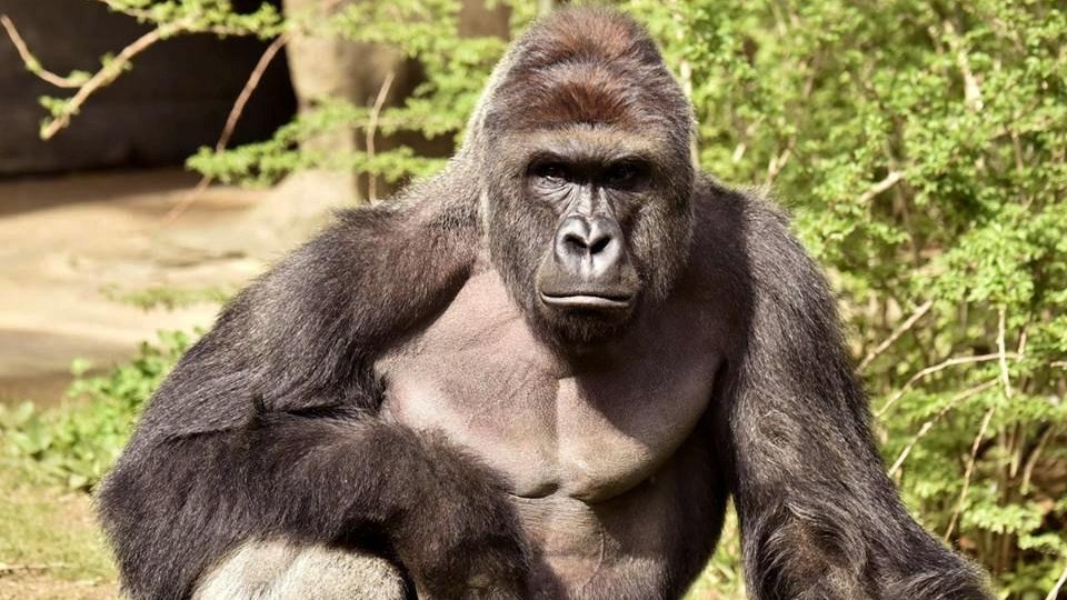 Bimbo caduto in gabbia gorilla: madre non sarà incriminata