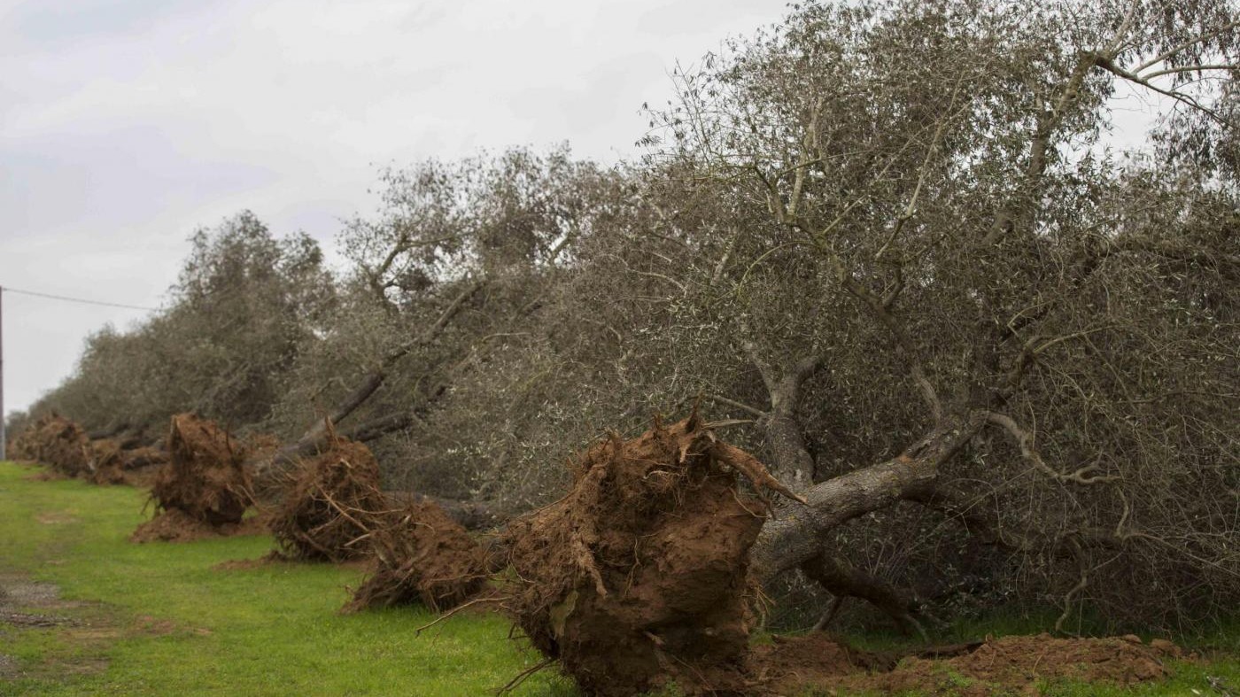 Xylella, Ue: Sì obbligo abbattere piante anche senza sintomi