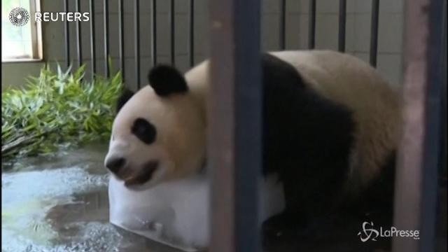 Cina: contro il caldo pranzo sul ghiaccio per il panda