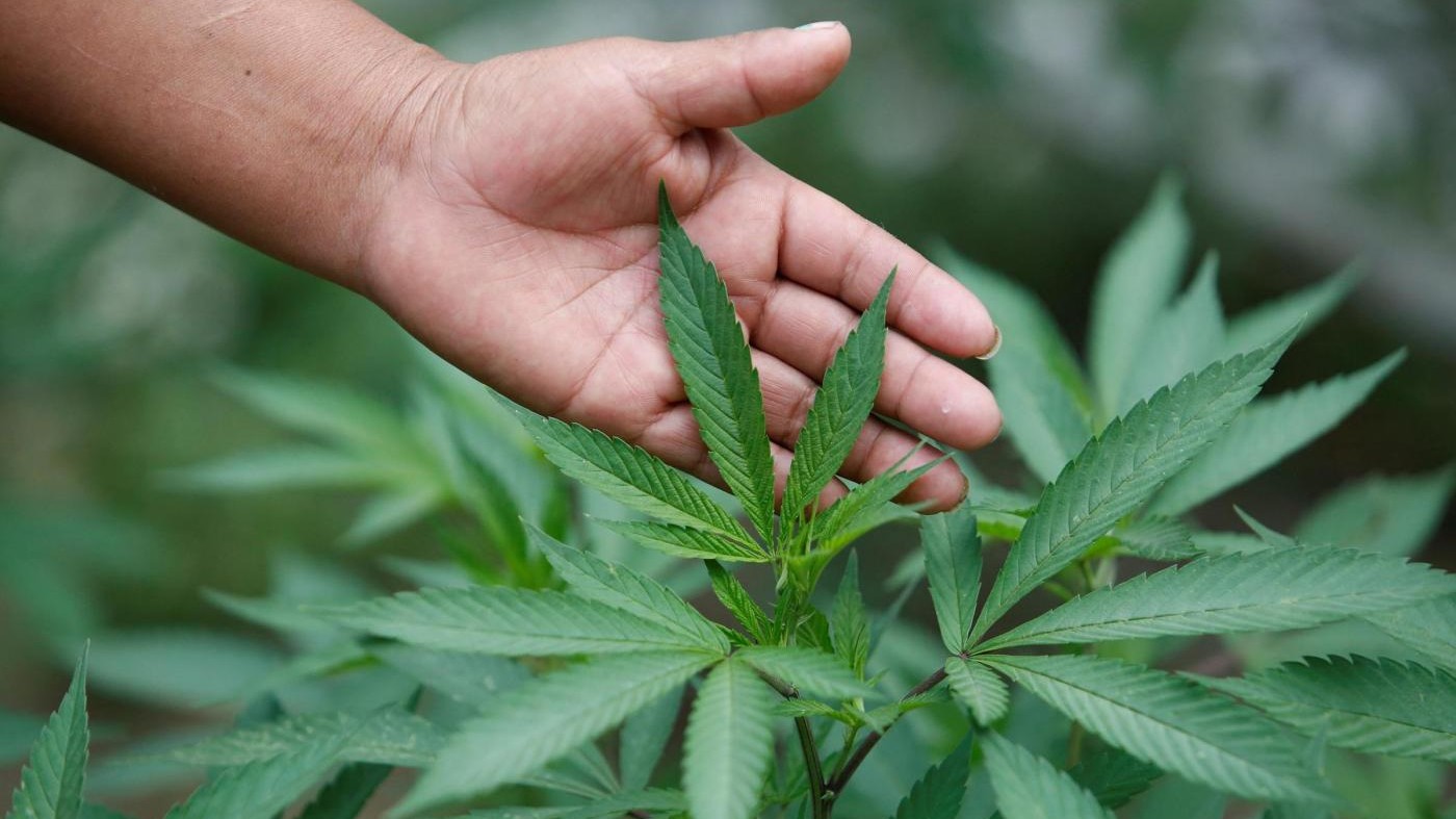 Tanzania, sequestrate e distrutte 26 tonnellate di marijuana