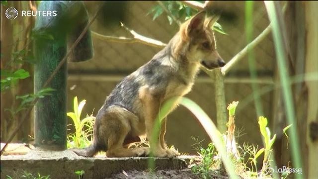 Messico, allo zoo maxi cucciolata: 7 piccoli lupi
