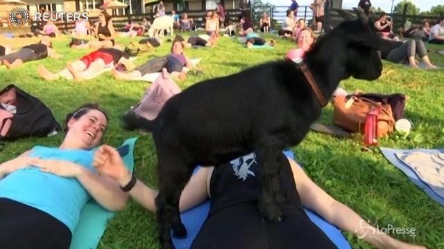 Yoga con le capre: l’ultima moda per rilassarsi