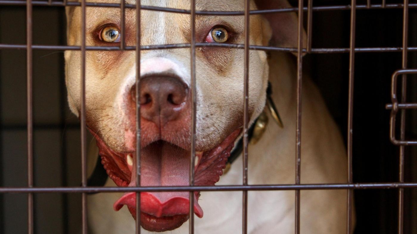 Napoli, pitbull uccide chihuahua e azzanna padrona: salvata da polizia