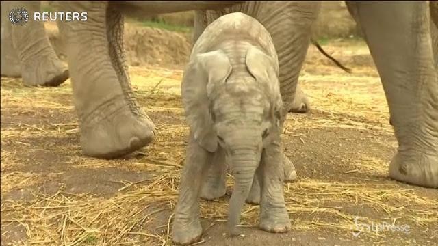 Messico: lo zoo festeggia l’elefantino africano