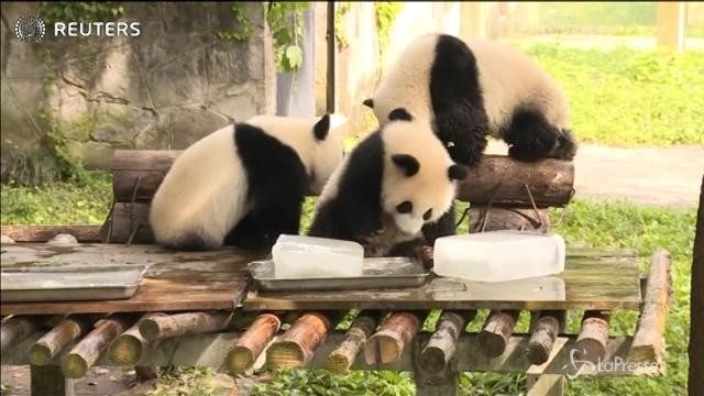 Frutta e ghiaccio per difendere gli animali dal caldo