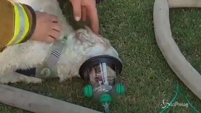 Cagnolino rianimato con la maschera dell’ossigeno