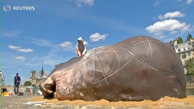 Parigi, una ‘balena’ spiaggiata sulla riva della Senna