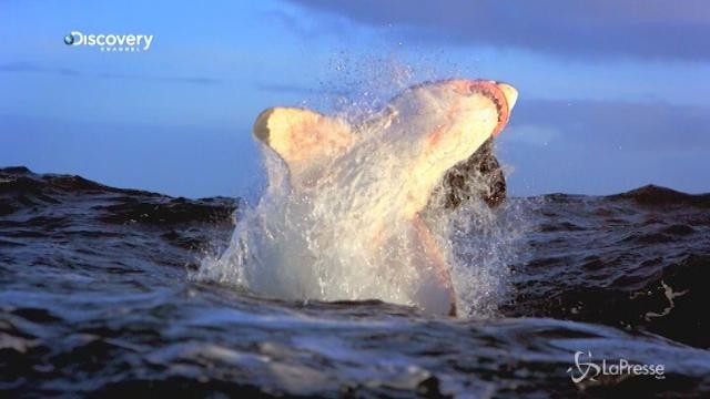 Su Discovery Channel parte la settimana degli squali