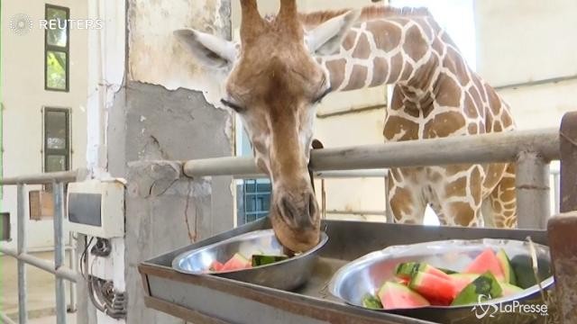 Cina, troppo caldo anche allo zoo…e le giraffe mangiano l’anguria