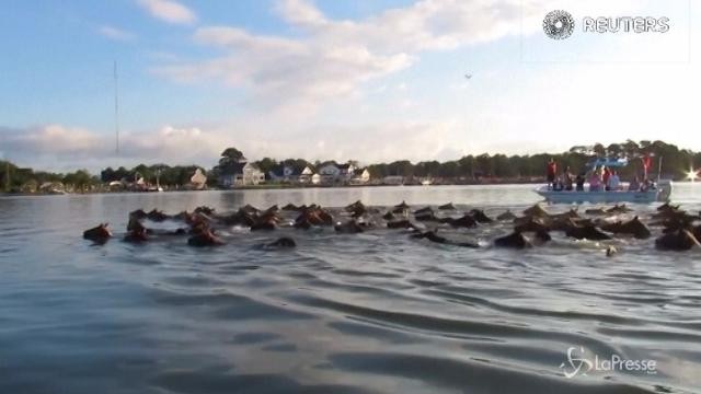 Virginia, 200 pony si sfidano in una gara di nuoto