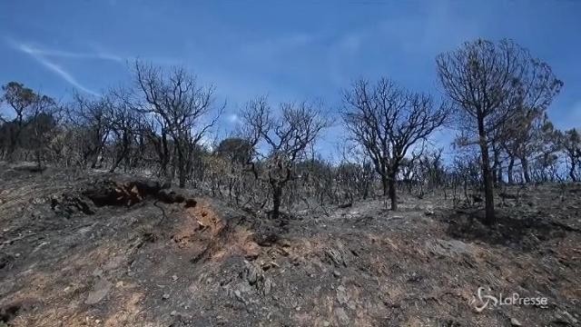 Incendi in Francia, la situazione è sotto controllo