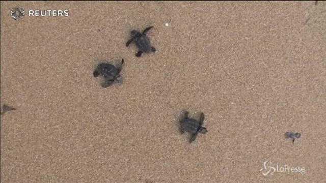 Lo spettacolo delle tartarughe che raggiungono il mare