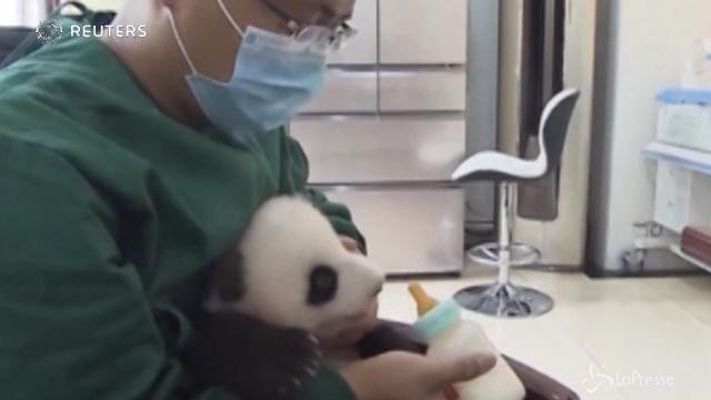 In Cina la nursery per i cuccioli di panda