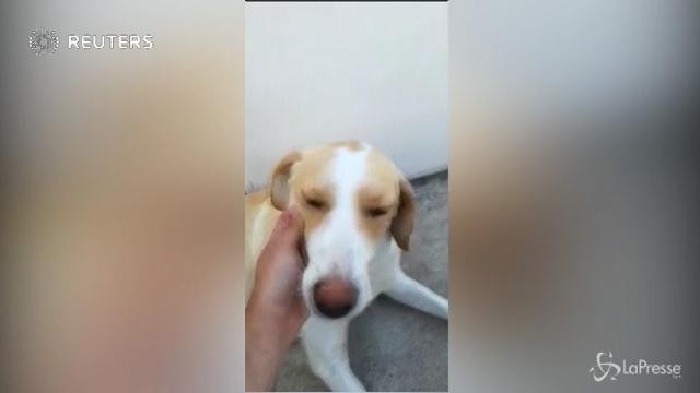 Il cane randagio allatta il gattino gettato nella spazzatura