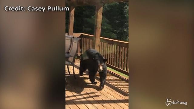 Usa, c’è un orso bruno davanti a casa