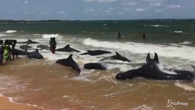 Sri Lanka, in salvo 20 balene spiaggiate