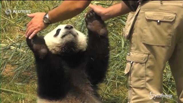 Belgio, Tian Bao festeggia il primo compleanno al Pairi Daiza Zoo