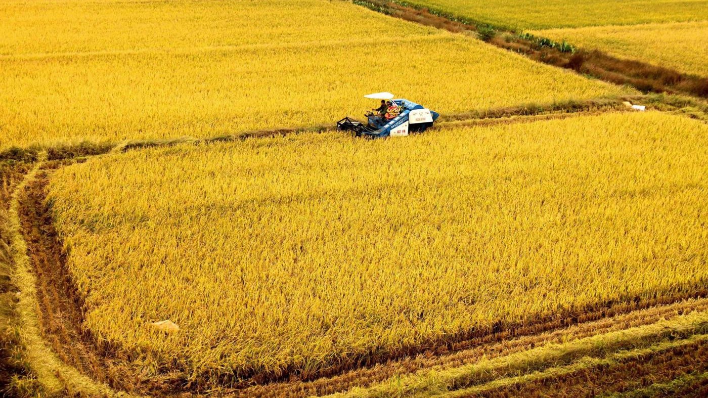 Fao e Oms: Improbabile diserbante glifosato sia cancerogeno