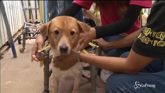 Taiwan: ecco l’ospedale per cani disabili