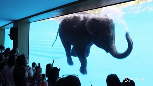 L’elefante che danza sott’acqua