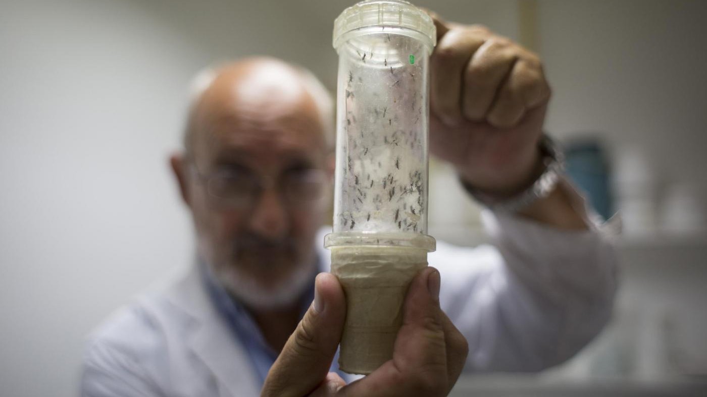 Zika, Oms: Rischio di diffusione in Europa