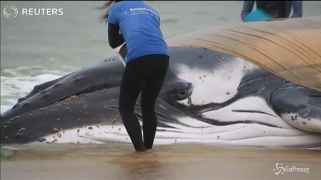 Australia, fallito il tentativo di salvare una balena spiaggiata