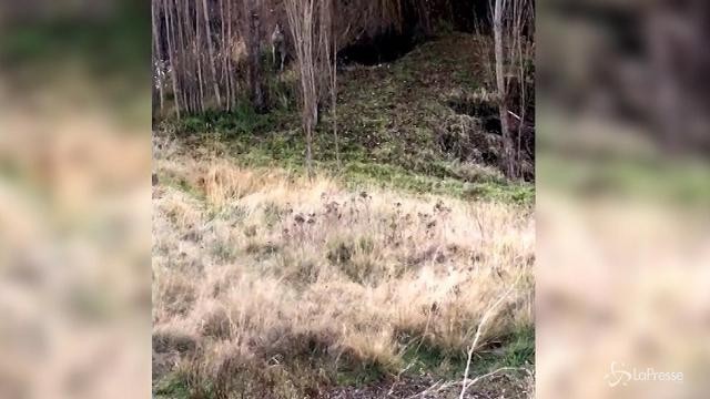 Australia, canguro vs cane lupo: deve intervenire la polizia
