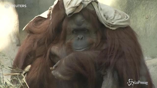 Lo zoo di Buenos Aires si prepara a diventare un Eco-Park