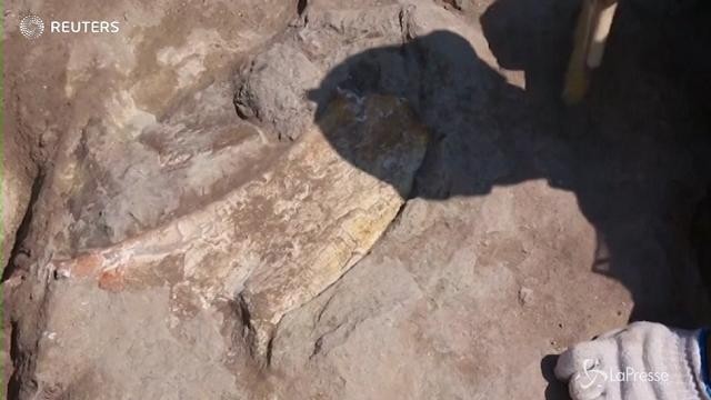 Cina, scoperti fossili di dinosauro