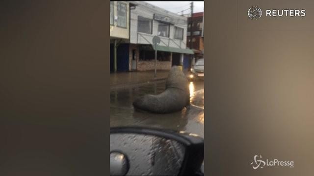 Cile, il leone marino in mezzo al traffico