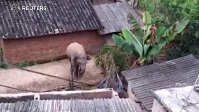 Cina, l’elefante a spasso nel villaggio