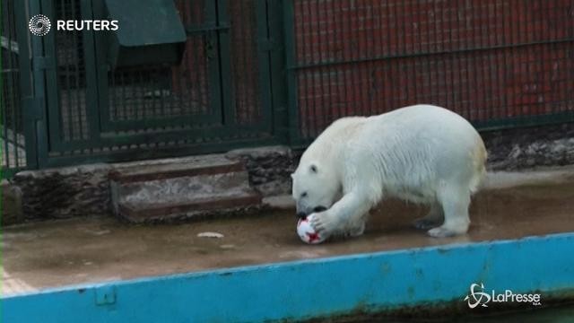 Nika, l’orso polare che predice i risultati della Confederations Cup