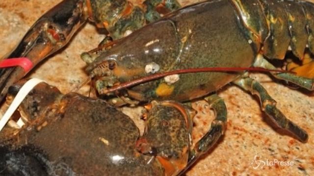 New York, ristoratore rimette in libertà il suo astice di 132 anni