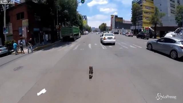 Ciclista samaritano: rischia la vita per salvare un cane